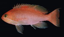 Image of Pseudanthias hypselosoma (Stocky anthias)