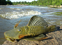 Image of Pseudancistrus pectegenitor 