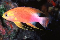 Image of Compsanthias hawaiiensis (Hawaiian longfin anthias)