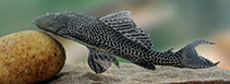 Image of Pterygoplichthys disjunctivus (Vermiculated sailfin catfish)