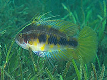 Image of Pteragogus flagellifer (Cocktail wrasse)