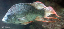 Image of Ptychochromis insolitus (Veil-finned Madagascar cichlid)