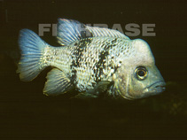 Image of Katria katria (Humphead Madagascar cichlid)