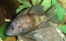 Image of Ptychochromis oligacanthus (Four-spotted Madagascar cichlid)
