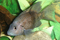 Image of Ptychochromis oligacanthus (Four-spotted Madagascar cichlid)