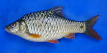 Image of Barbodes manguaoensis 