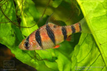 Image of Desmopuntius pentazona (Fiveband barb)