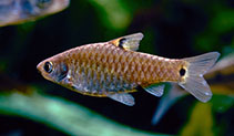 Image of Puntius vittatus (Greenstripe barb)
