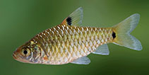 Image of Puntius vittatus (Greenstripe barb)