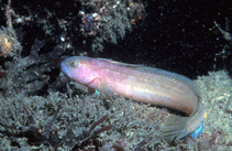 Image of Rathbunella alleni 