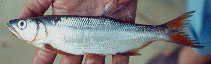 Image of Raiamas batesii 
