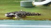 Image of Rhinogobius sudoccidentalis 