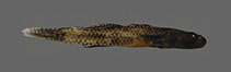 Image of Rhinogobius sudoccidentalis 