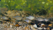 Image of Rhodeus uyekii 