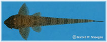 Image of Rineloricaria formosa 
