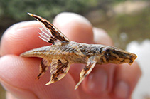 Image of Rineloricaria lanceolata (Chocolate-colored catfish)
