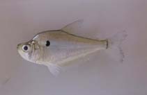 Image of Roeboides margareteae 