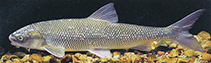 Image of Rutilus meidingeri 