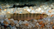 Image of Schistura alticrista 