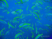 Image of Scorpis chilensis 