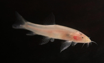 Image of Schistura deansmarti 