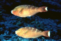 Image of Scarus dubius (Regal parrot)