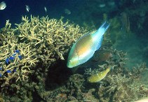Image of Scarus hypselopterus (Yellowtail parrotfish)