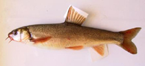 Image of Schizopyge curvifrons (Sattar snowtrout)