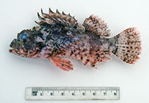 tn_Scjac_u0.jpg