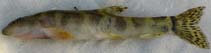 Image of Paraschistura kessleri (Kessler\