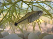 Image of Serrapinnus heterodon 