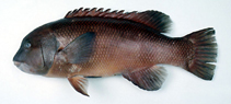 Image of Bodianus reticulatus 