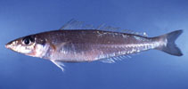Image of Sillago analis (Golden-lined sillago)