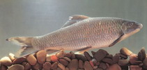 Image of Altigena discognathoides 