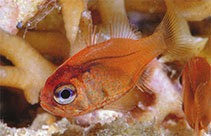 Image of Siphamia jebbi (Jebb\