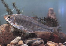 Image of Sinibrama macrops 