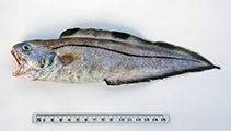 tn_Simet_u0.jpg