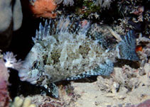 Image of Siganus rivulatus (Marbled spinefoot)