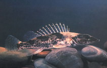 Image of Siniperca roulei 