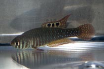 tn_Sisan_u3.jpg