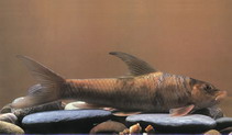 Image of Altigena yunnanensis 