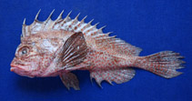 Image of Snyderina guentheri (Günther\