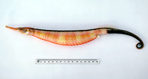 tn_Sodun_u0.jpg