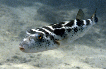 Image of Sphoeroides annulatus (Bullseye puffer)