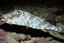 Image of Sphoeroides lobatus (Longnose puffer)