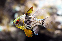Image of Sphaeramia nematoptera (Pajama cardinalfish)