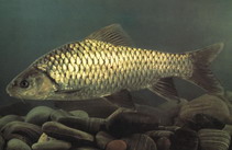 Image of Spinibarbus sinensis 