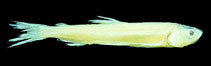 Image of Spirinchus starksi (Night smelt)