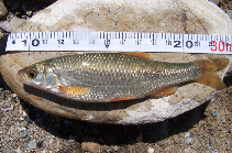 Image of Squalius keadicus 
