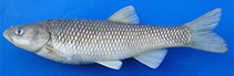 Image of Squalius lepidus 